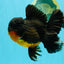 CHUNKY AAA Grade Godzilla Apache Oranda Male 6.5 inches #031326OR_02