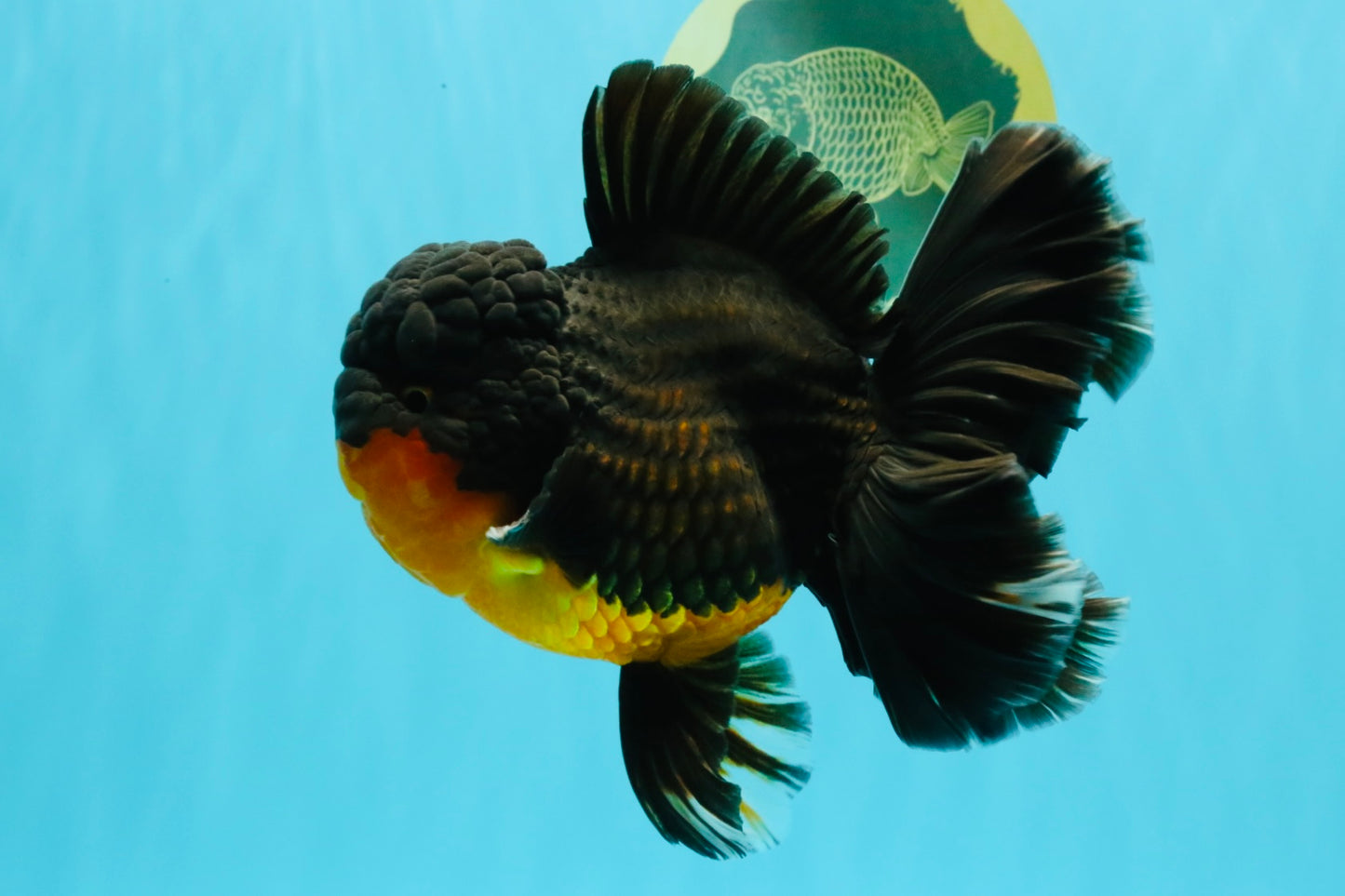 CHUNKY AAA Grade Godzilla Apache Oranda Male 6.5 inches #031326OR_02
