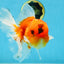 A Grade Sakura Oranda Male 6-6.5 inches #121925OR_11