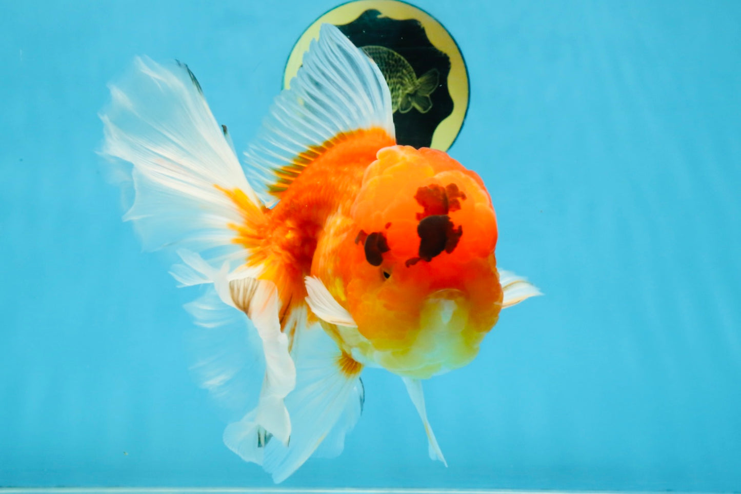 A Grade Sakura Oranda Male 6-6.5 inches #121925OR_11