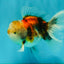 Calico Oranda Male 5-5.5 inches #050126OR_12