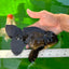 Oranda hembra negra de gran tamaño, grado A, 7-7,5 pulgadas, n.º 0706OR_10