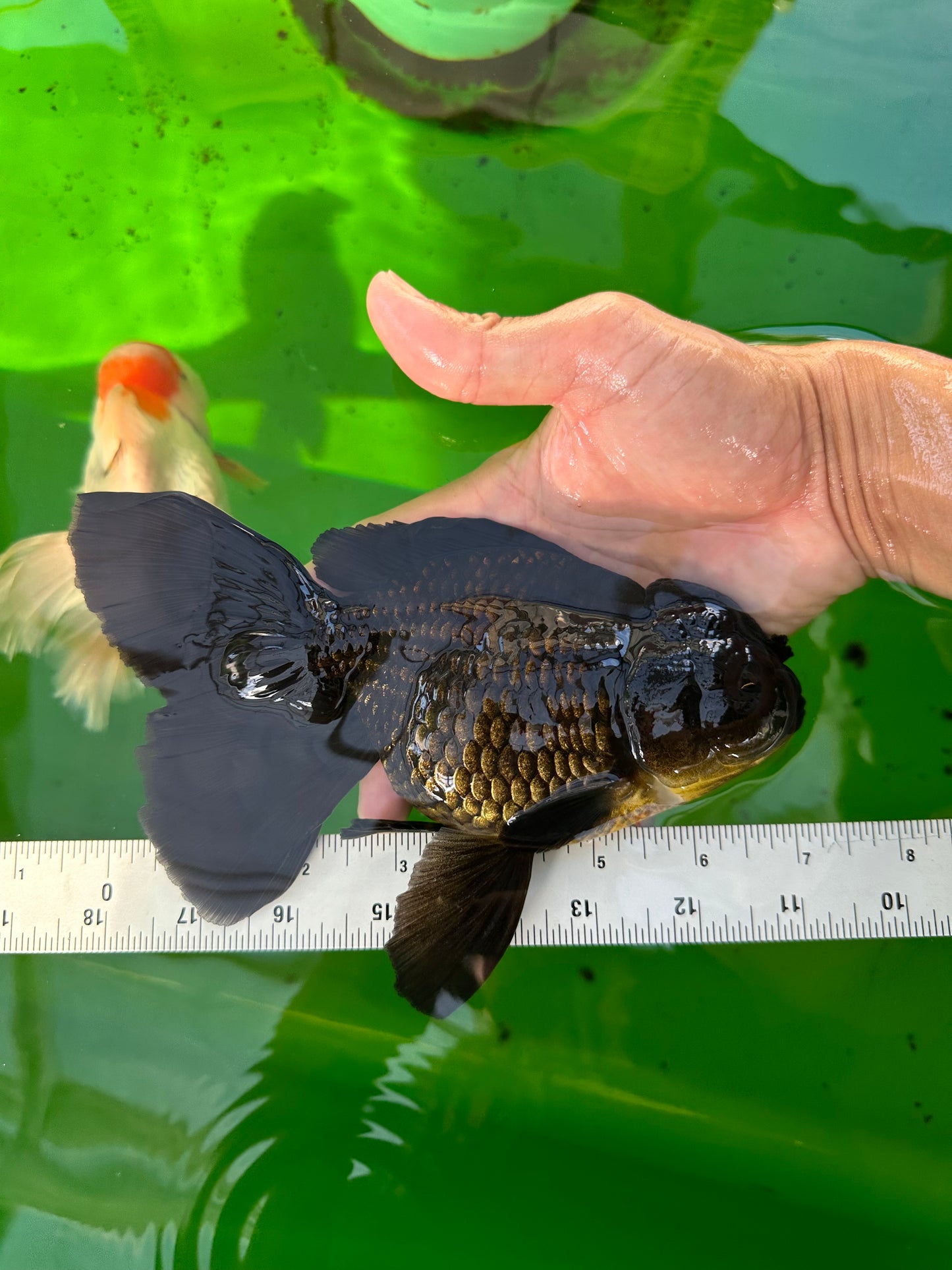 Oranda hembra negra de gran tamaño, grado A, 7-7,5 pulgadas, n.º 0706OR_10