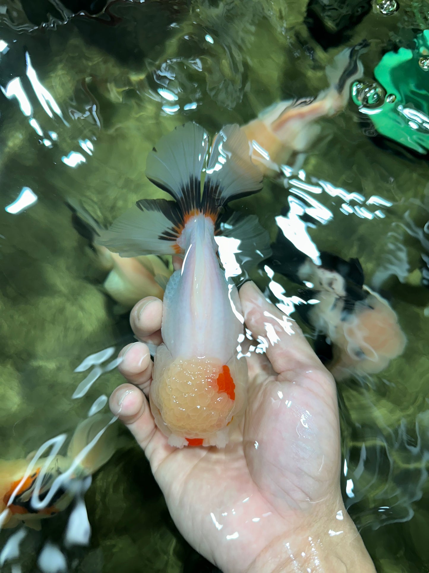 Tricolor Pompom Red Nose Oranda Female 5.5 inches #111524OR_17