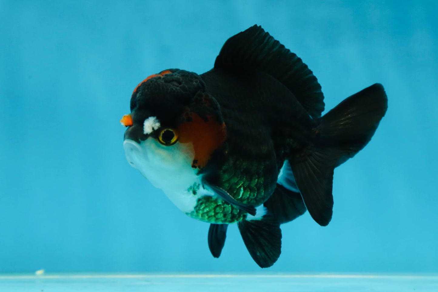 Pompom Tricolor Yuanbao Male 4 inches #060625YB_09