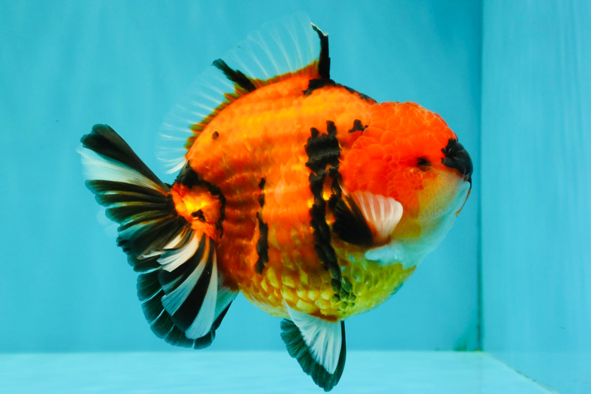 CHARLIE AAA Grade Tiger Yuanbao Male 5 inches #100226YB_03