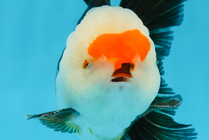 AAA Grade Tricolor Oranda Male 5 inches #0920OR_21