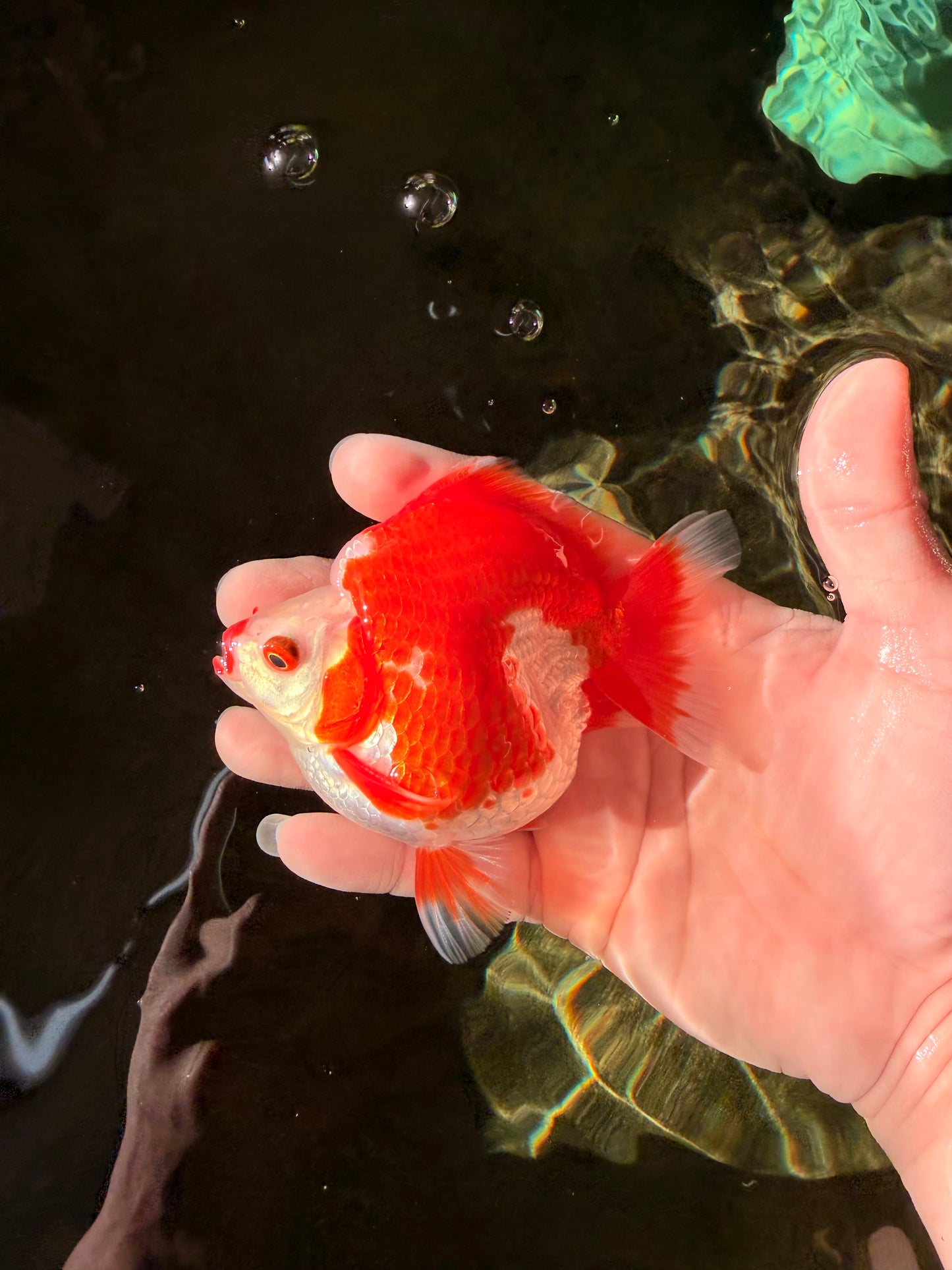 SUPER AAA Grade Red White Ryukin Male 4 inches #022726RK_16