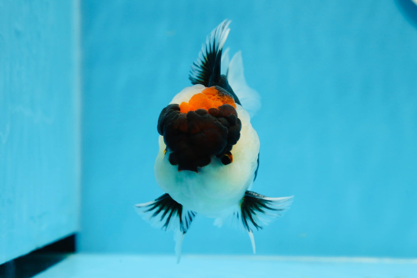 AAA Grade Tricolor Oranda Male 5 inches #0830OR_26