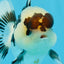 Panda Button Eyes Oranda Mâle 4-4,5 pouces #0913OR_04