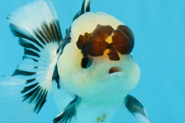 Panda Oranda macho de ojos de botón de 4 a 4,5 pulgadas n.° 0913OR_04