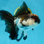 A Grade Tricolor Oranda Male 5-5.5 inches #010325OR_12