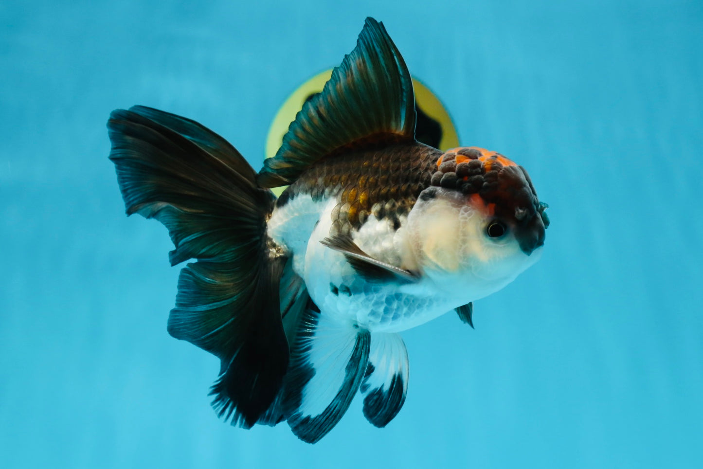 A Grade Tricolor Oranda Male 5-5.5 inches #010325OR_12