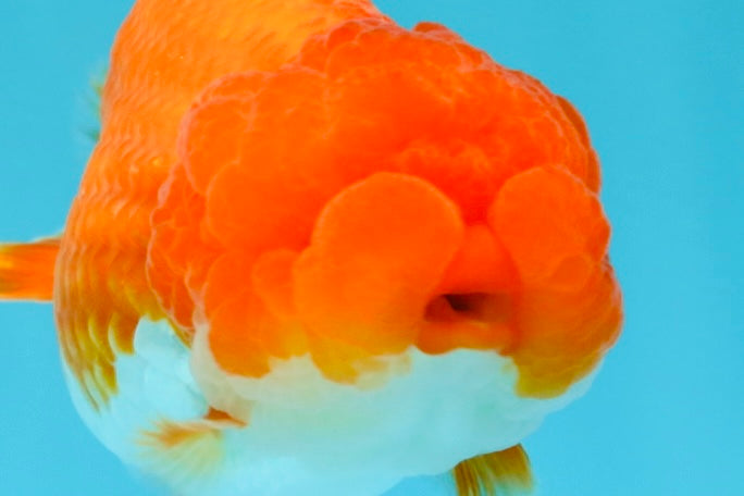 A Grade Dragon Head Red White LionQueen 4 inches #022726LC_26