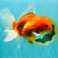 A Grade Red White Oranda Female 5.5-6 inches #101626OR_14