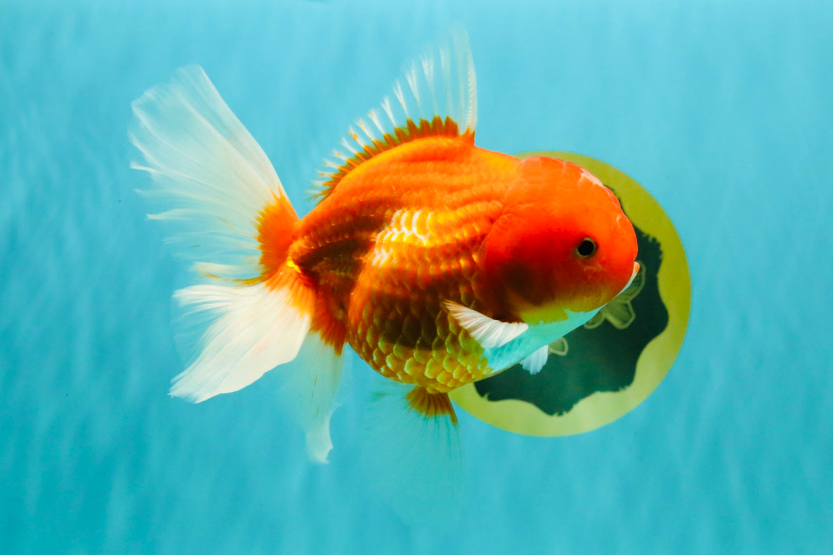 A Grade Red White Oranda Female 5.5-6 inches #101626OR_14