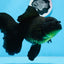 A Grade Big Size Black Oranda Female 7-7.5 inches #0706OR_10