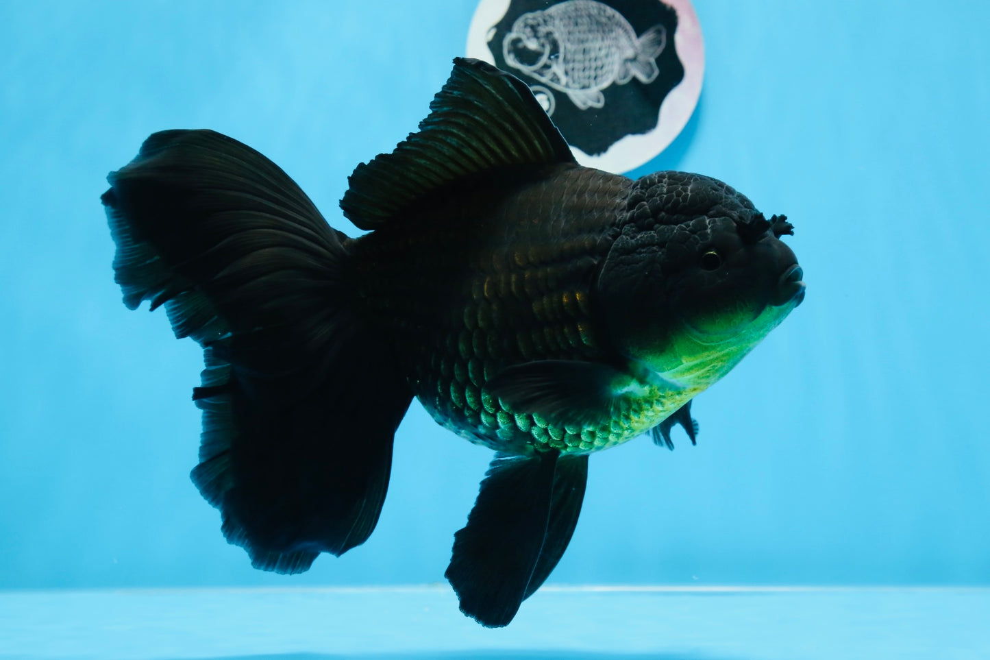 A Grade Big Size Black Oranda Female 7-7.5 inches #0706OR_10