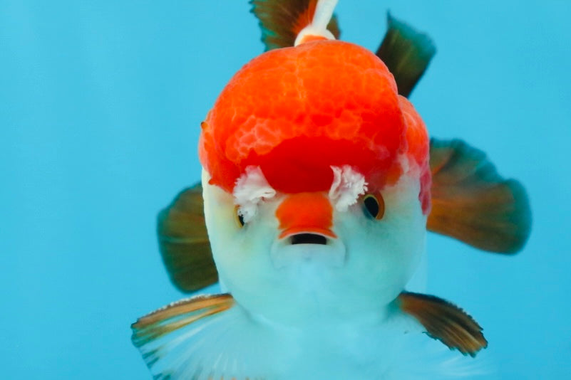 A Grade Pompom Tricolor Yuanbao Male 4 inches #071125YB_17