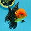 AAA Grade Red Head Apache Oranda Male 5-5.5 inches #112924OR_20