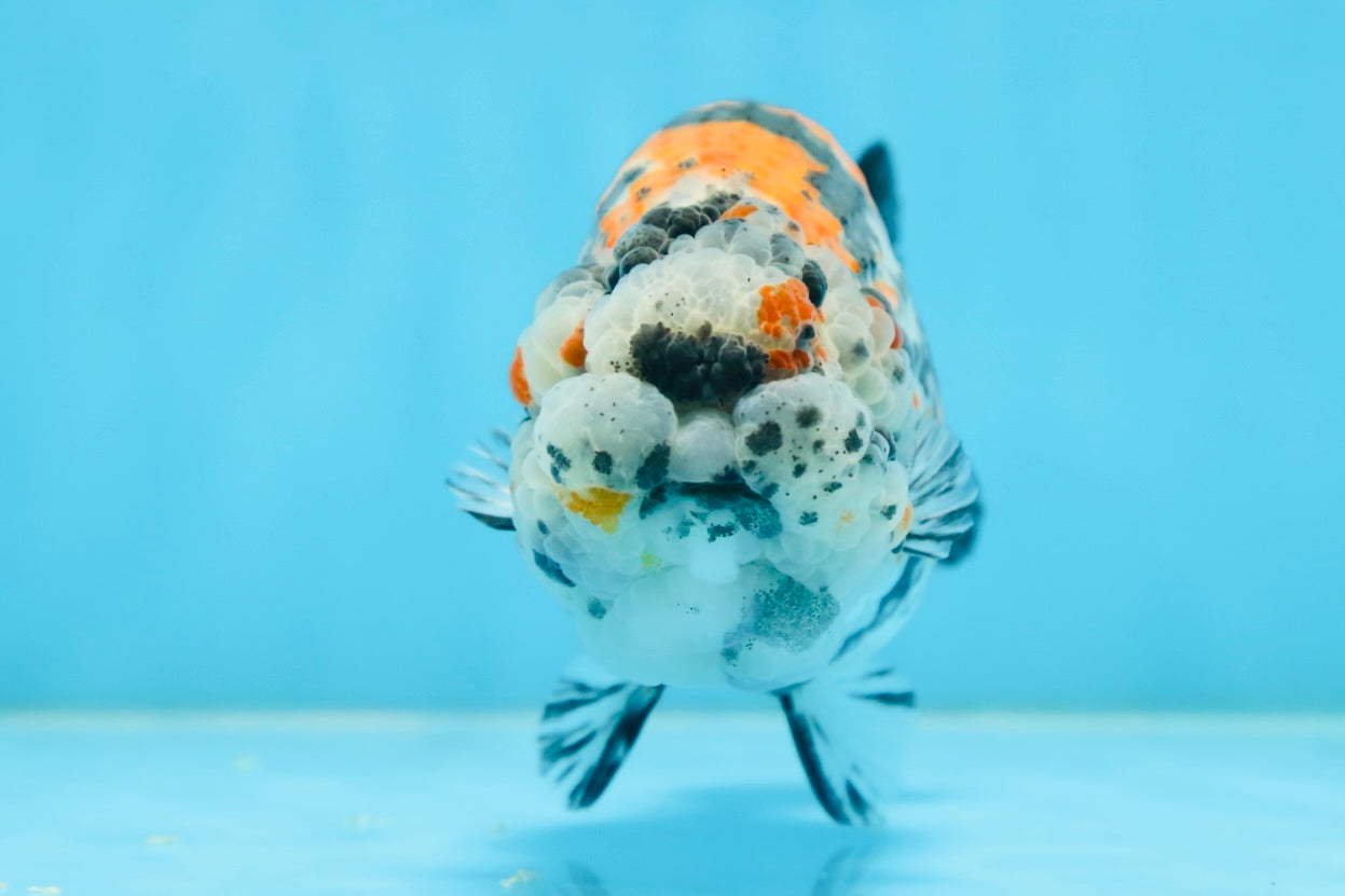 RARE AAA Grade Special Tricolor Tiger LionQueen 4.5-5 inches #082225LC_02