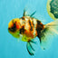 A Grade Sanke Oranda Male 6.5 inches #080726OR_20