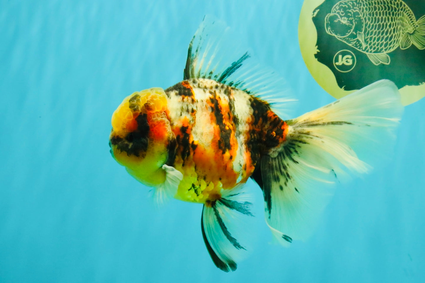 A Grade Sanke Oranda Male 6.5 inches #080726OR_20