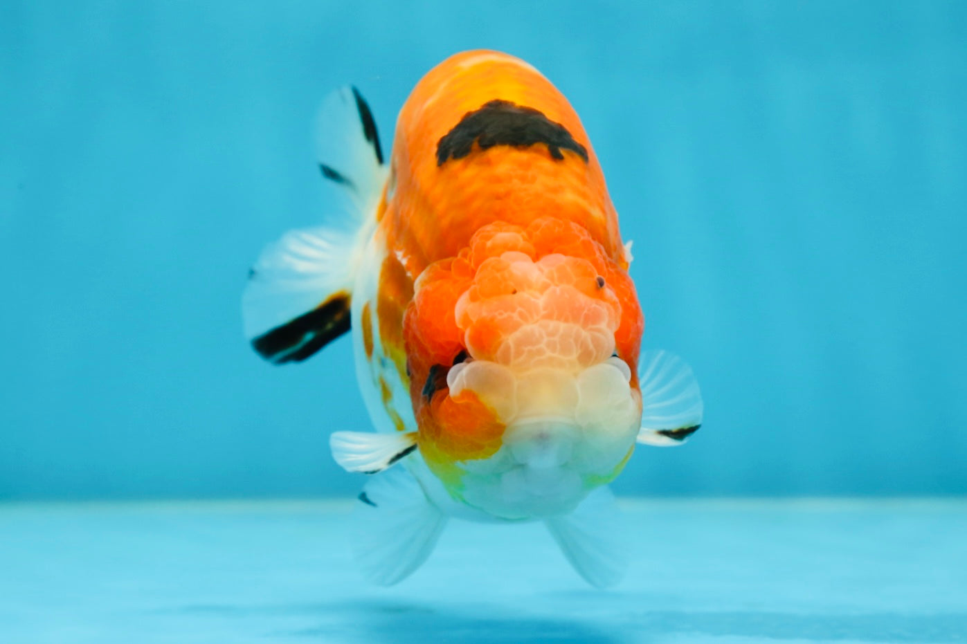 AAA Grade Strong Body Structure Sakura LionKing 5 inches #051625LC_08