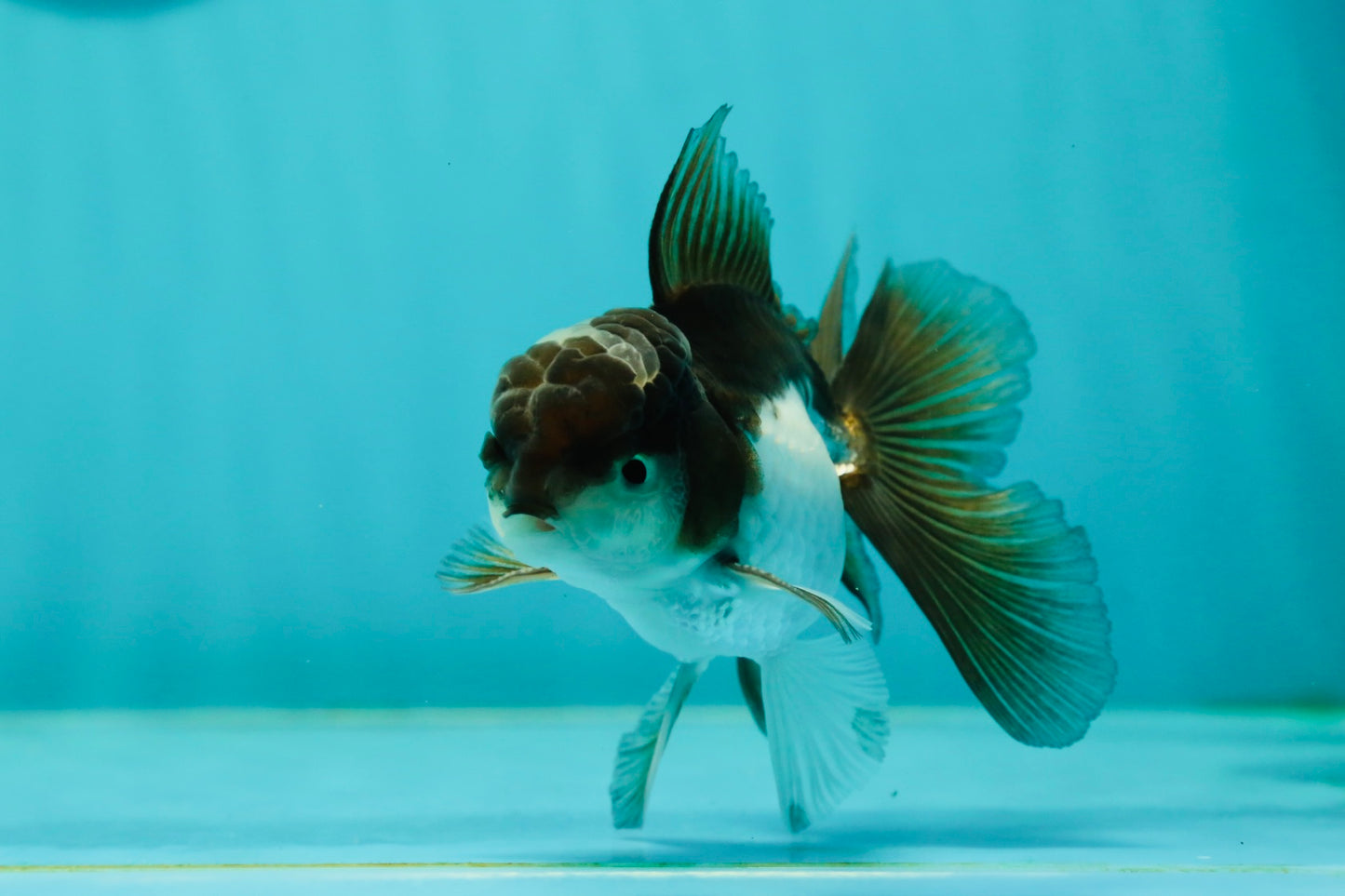 Panda Oranda Male 3.5-4 inches #110124OR_11