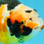 Chinese Tricolor Ranchu Male 5.5 inches #041026RC_20