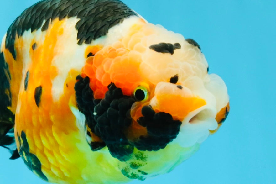 Chinese Tricolor Ranchu Male 5.5 inches #041026RC_20