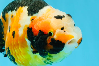 Chinese Tricolor Ranchu Male 5.5 inches #041026RC_20