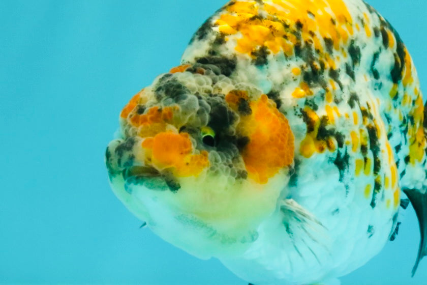AAA Grade Special Tricolor Tiger Ranchu Male 4.5-5 inches #062626RC_08