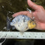 A Grade Diamond Scale Sakura Ranchu Male 5 inches #073126RC_11