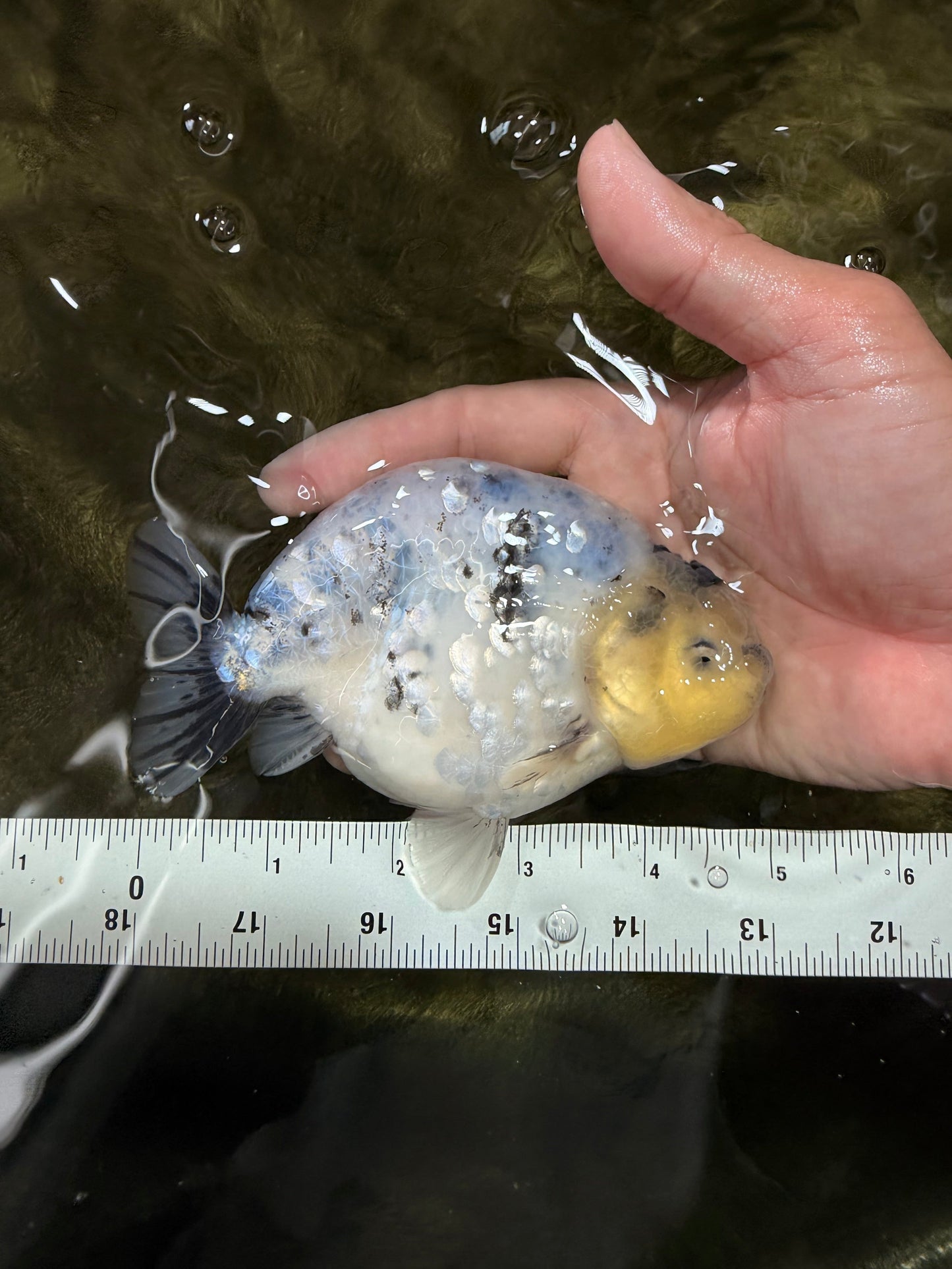 A Grade Diamond Scale Sakura Ranchu Male 5 inches #073126RC_11