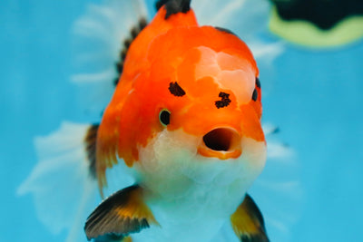 AAA Grade THICK BODY Godzilla Apache Oranda Male 6.5 inches #090525OR_07