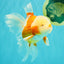 A Grade Lipstick Red White Oranda Male 6 inches #100926OR_17