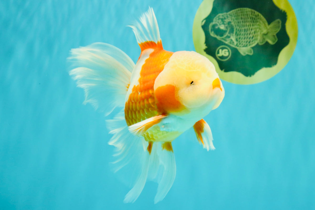 A Grade Lipstick Red White Oranda Male 6 inches #100926OR_17
