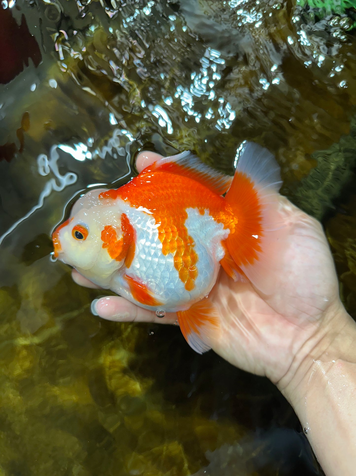 Red White Yuanbao Female 5 inches #091925YB_21