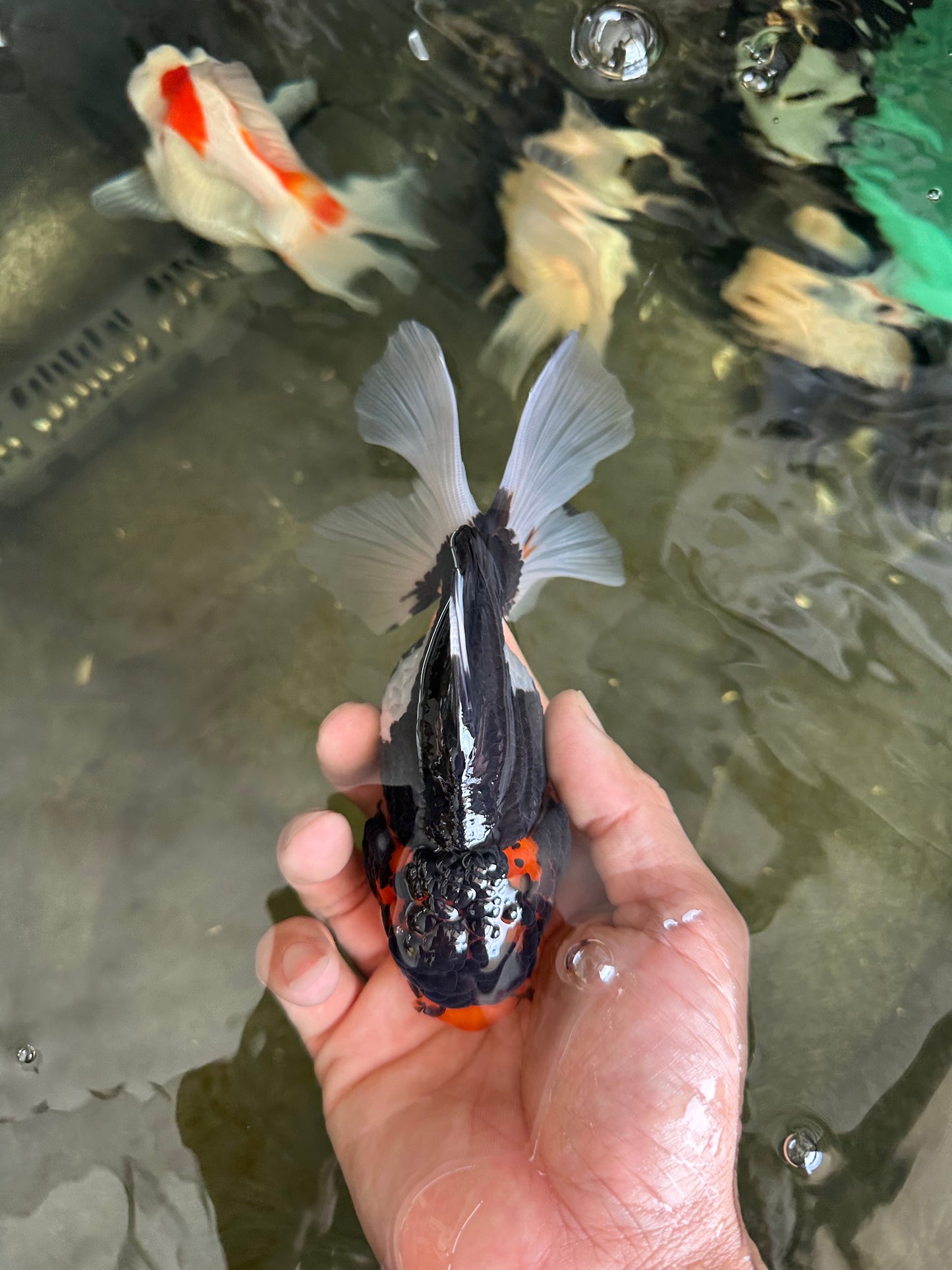 Angry Bird Tricolor Oranda Male 5.5 inches #081525OR_30