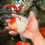 SPECIAL A Grade Tancho Sakura Oranda Male 5.5-6 inches #073126OR_09