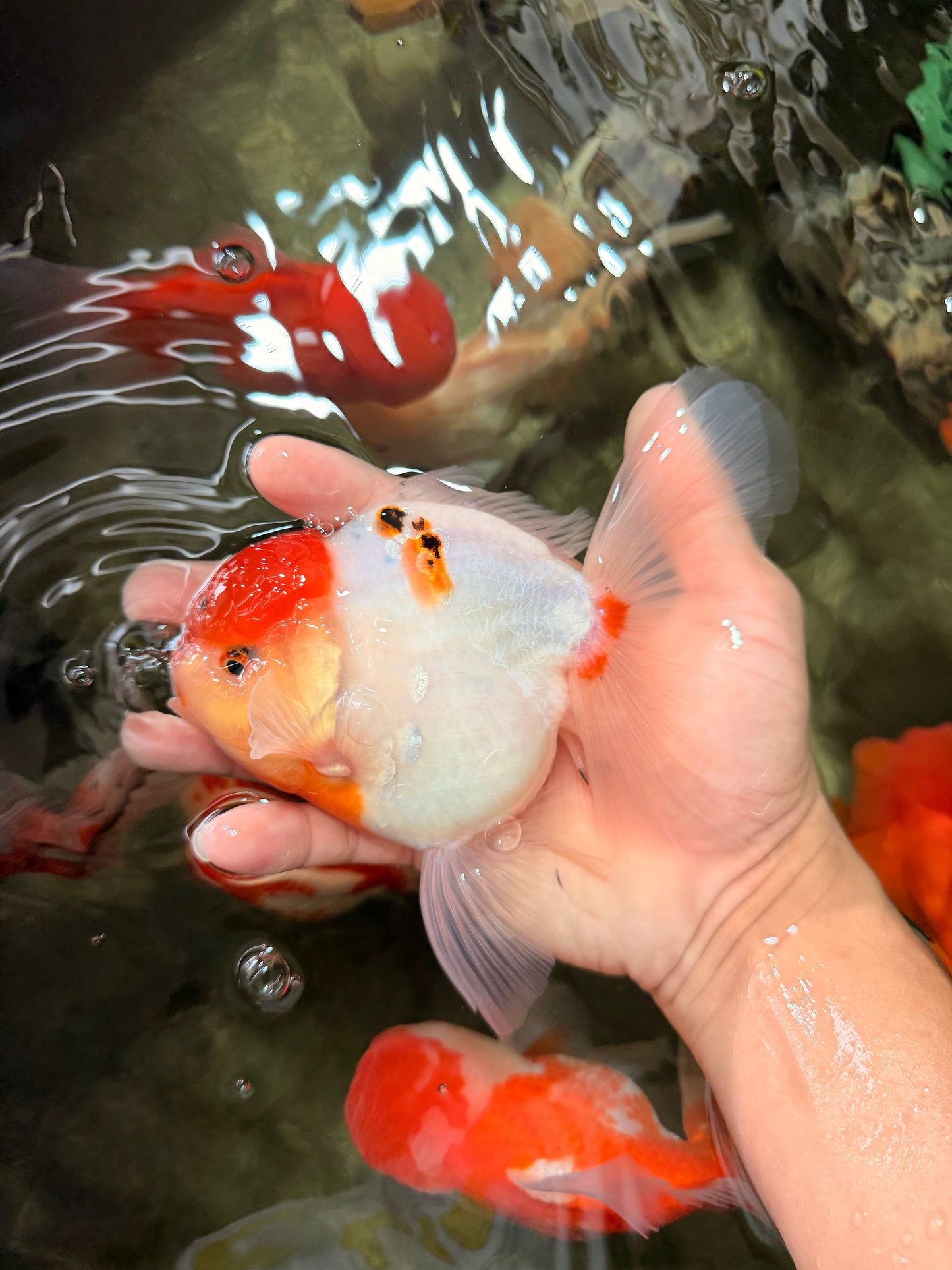 SPECIAL A Grade Tancho Sakura Oranda Male 5.5-6 inches #073126OR_09