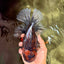 CHUNKY AAA Grade Broadtail Kirin Tiger Oranda Male 7-7.5 inches #080726OR_02