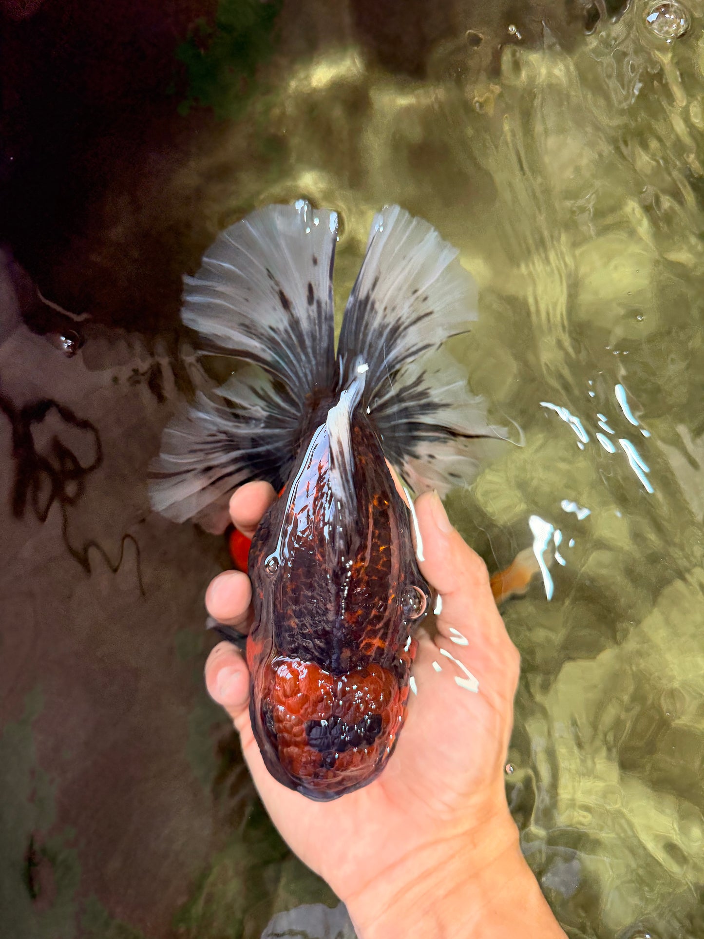 CHUNKY AAA Grade Broadtail Kirin Tiger Oranda Male 7-7.5 inches #080726OR_02