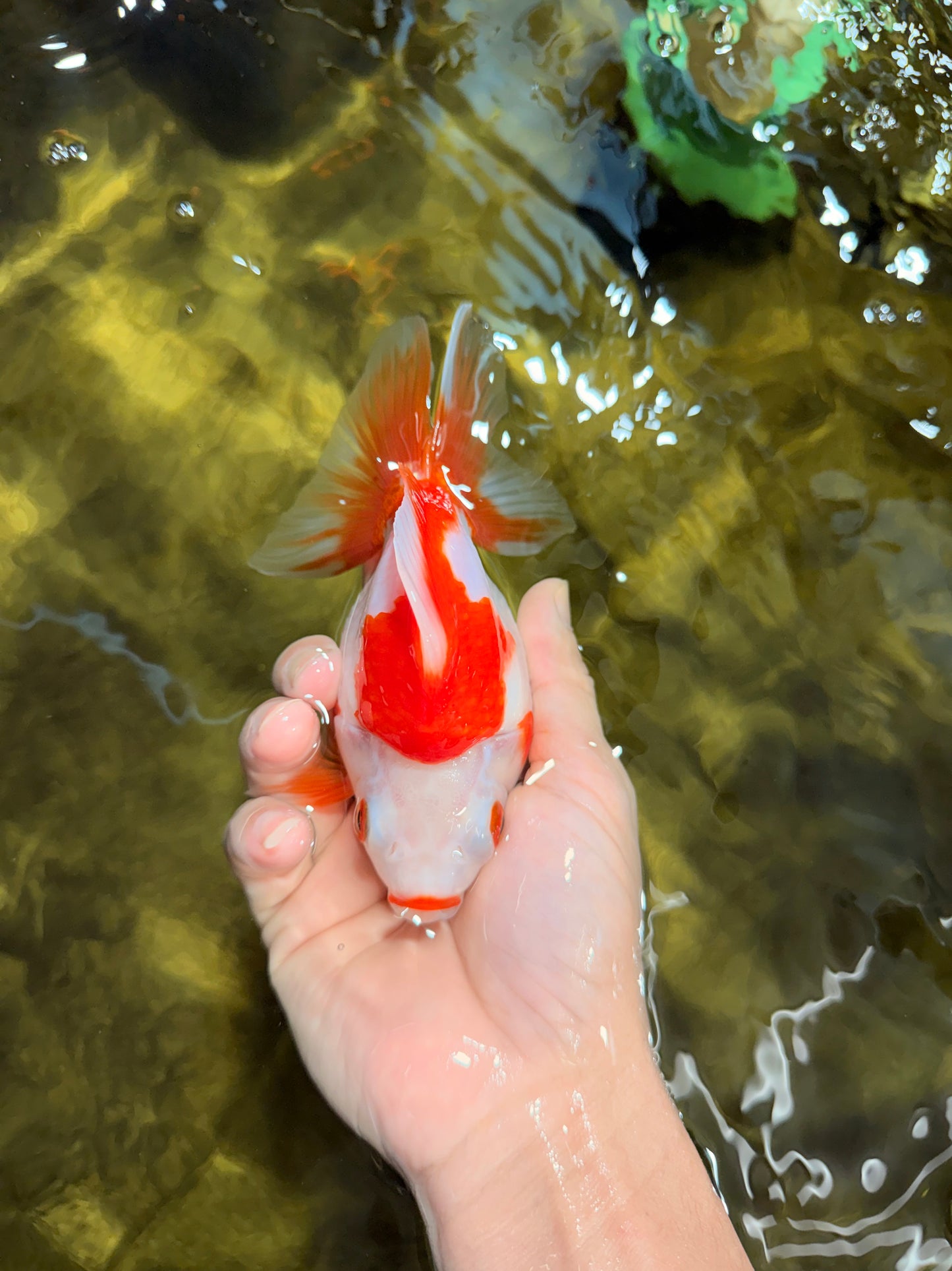 A Grade Red White Ryukin Female 5-5.5 inches #111425RK_07