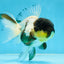 Panda Oranda Female 5 inches #080825OR_08