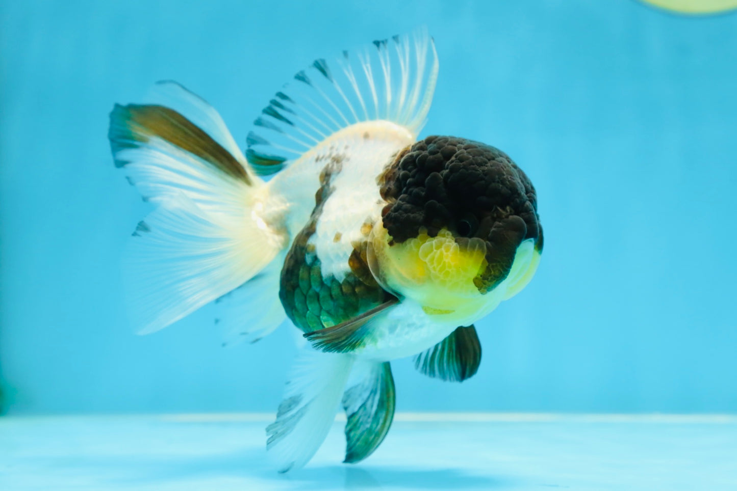 Panda Oranda Female 5 inches #080825OR_08