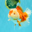 AAA Grade Red White Oranda Female 6-6.5 inches #032026OR_07