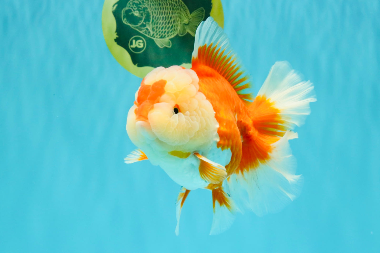 AAA Grade Red White Oranda Female 6-6.5 inches #032026OR_07