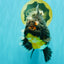 AAA Grade Jumbo Bloodline Kirin Oranda Male 7.5 inches #061926OR_05